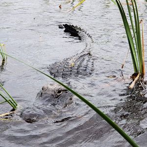 Meet your Posher, Robin